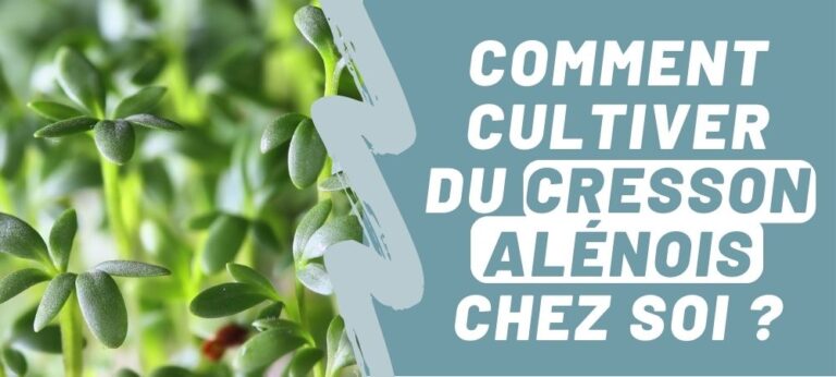 Lire la suite à propos de l’article Comment cultiver du cresson alénois chez soi ?