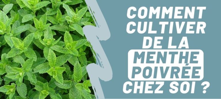 Lire la suite à propos de l’article Comment cultiver de la menthe poivrée chez soi ?