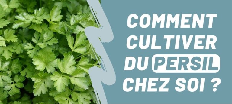 Lire la suite à propos de l’article Comment cultiver du persil chez soi ?