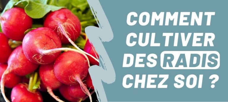 Lire la suite à propos de l’article Comment cultiver des radis chez soi ?