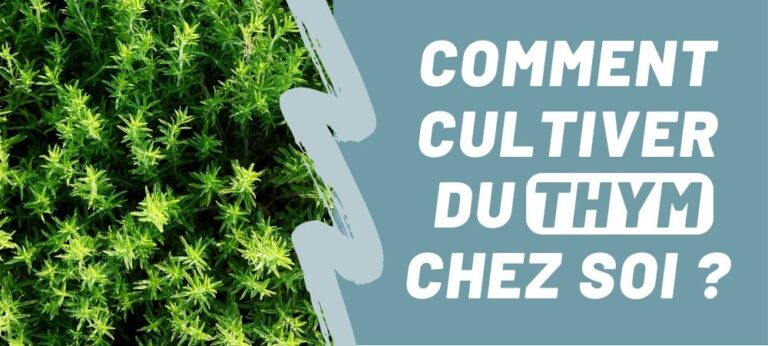 Lire la suite à propos de l’article Comment cultiver du thym chez soi ?