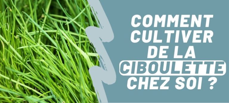 Lire la suite à propos de l’article Comment cultiver de la ciboulette chez soi ?