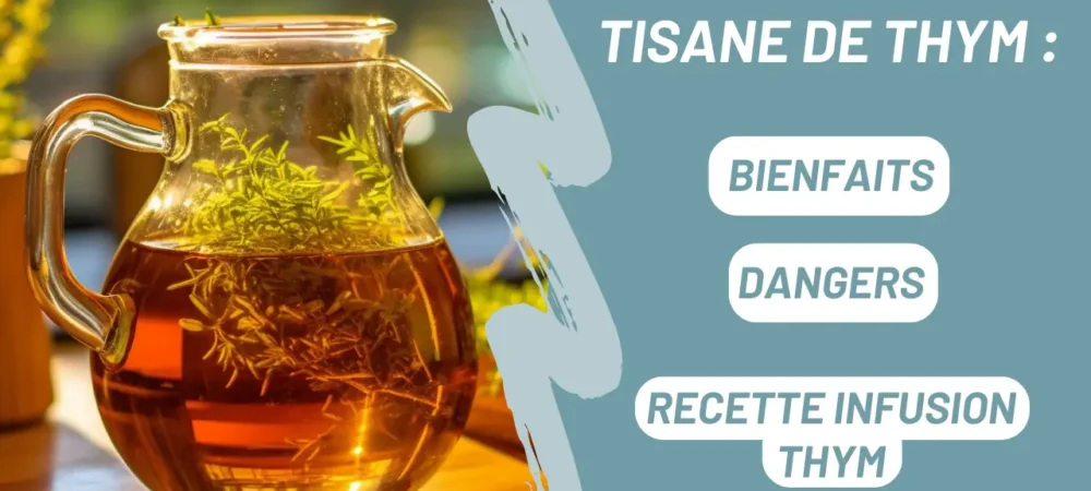 Tisane de thym : bienfaits, danger, recette infusion thym