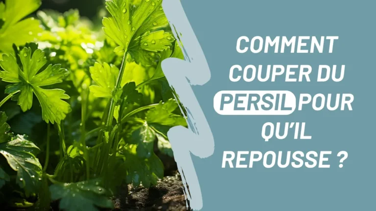 Lire la suite à propos de l’article Comment couper le persil pour qu’il repousse ?