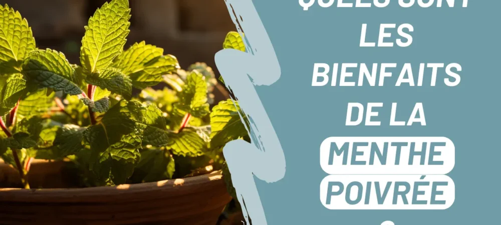 Quels sont les bienfaits de la menthe poivrée ?