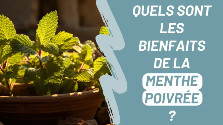 Lire la suite à propos de l’article Quels sont les bienfaits de la menthe poivrée ?